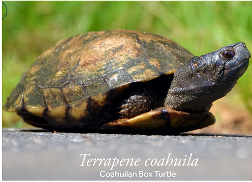 养北美鳄龟的龟友,箱龟种类图片大全