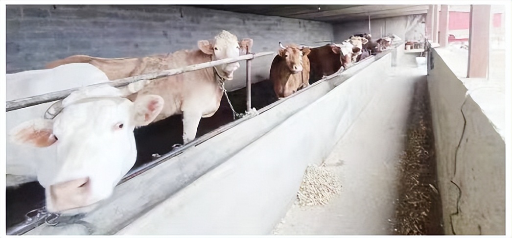 丹东农村创业致富带头人,丹东小伙种植蓝莓