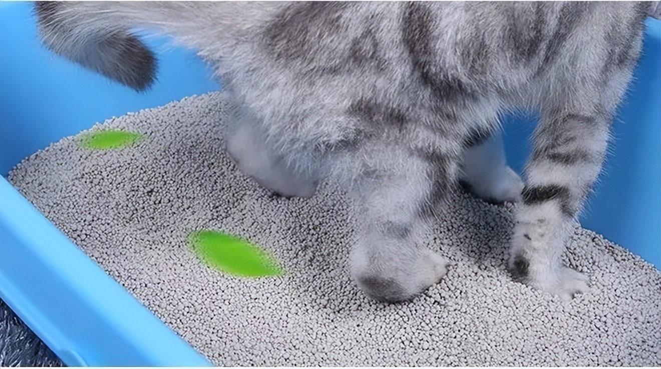 劣质猫砂的危害制作视频,便宜的猫砂会对猫造成危害吗