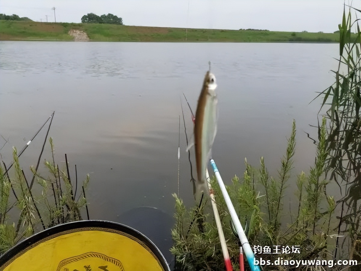 饵料完全包住钩,饵料完美状态