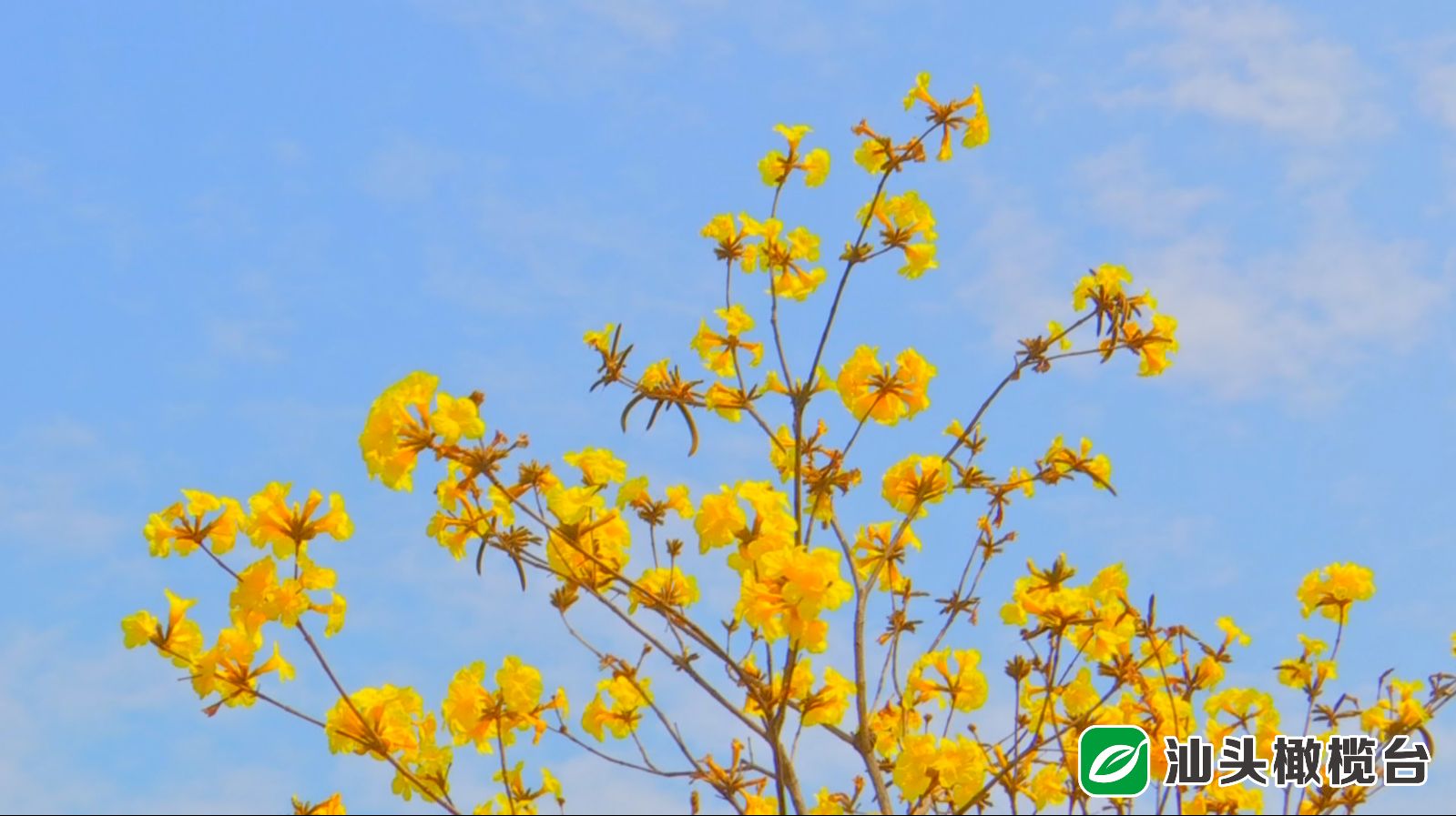 中山公园的樱花过季,中山公园百年一见的梨花