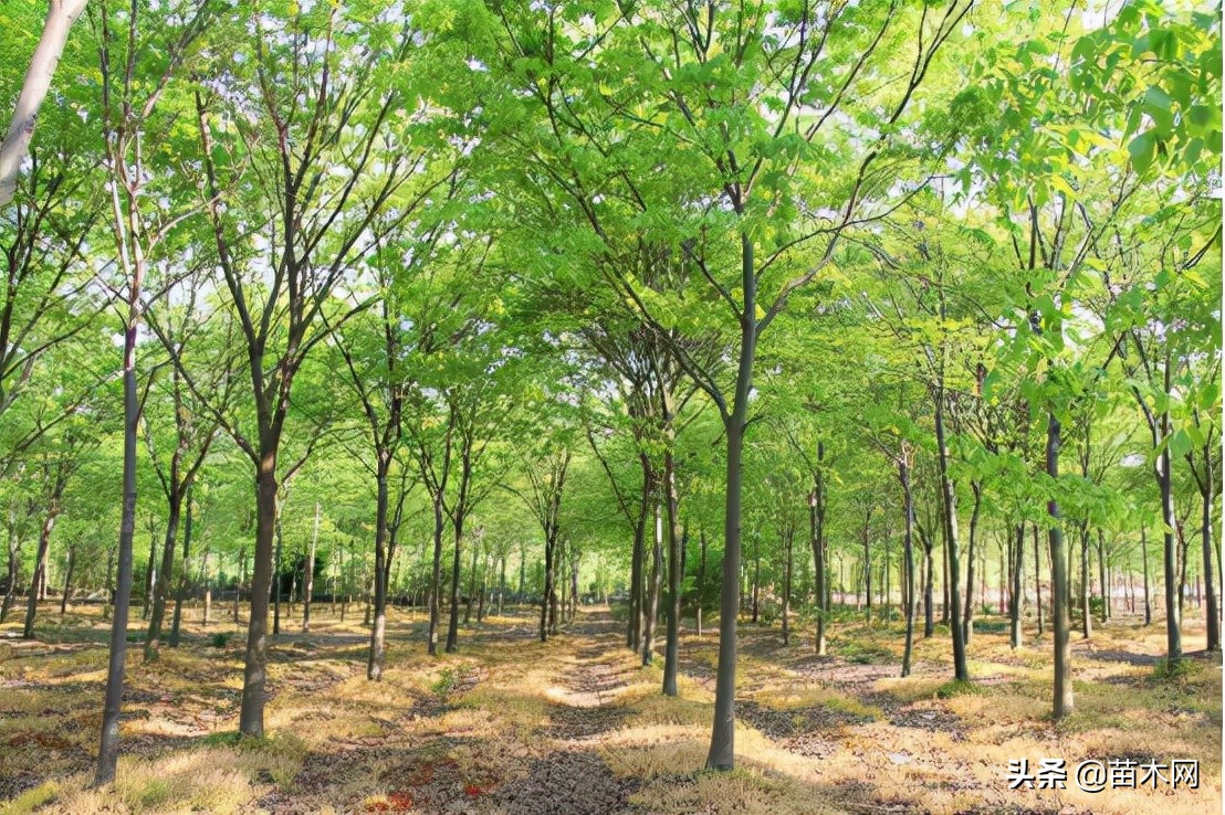2022年最值钱紧缺的苗木是啥,未来10年哪些苗木价格高