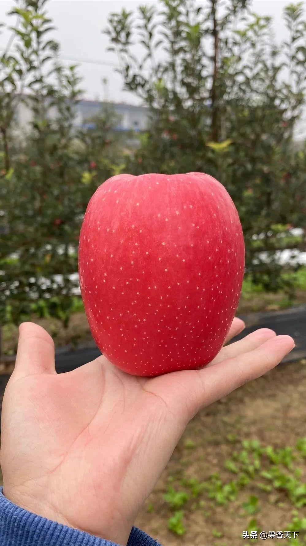 众成三号苹果新品种,最新最全苹果新品种