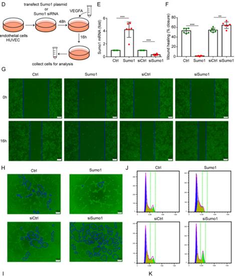 journalofpharmaceuticalanalysis投稿,心血管疾病研究进展期刊
