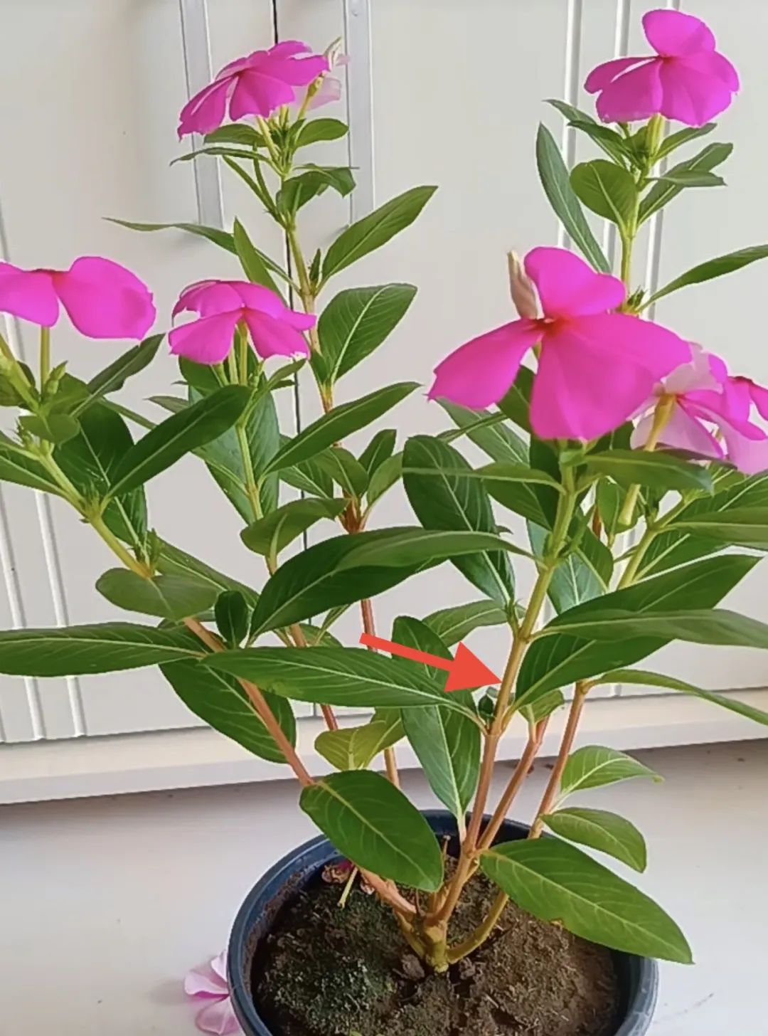 3种开花机器,四季开花机器哪种最好养