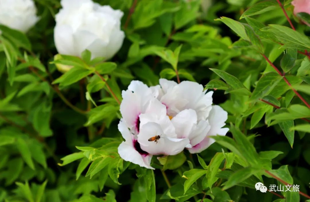 中国十大魅力之城——天水欢迎您来打卡千山万水就爱天水魅力五月打卡十有武山——,四马年村