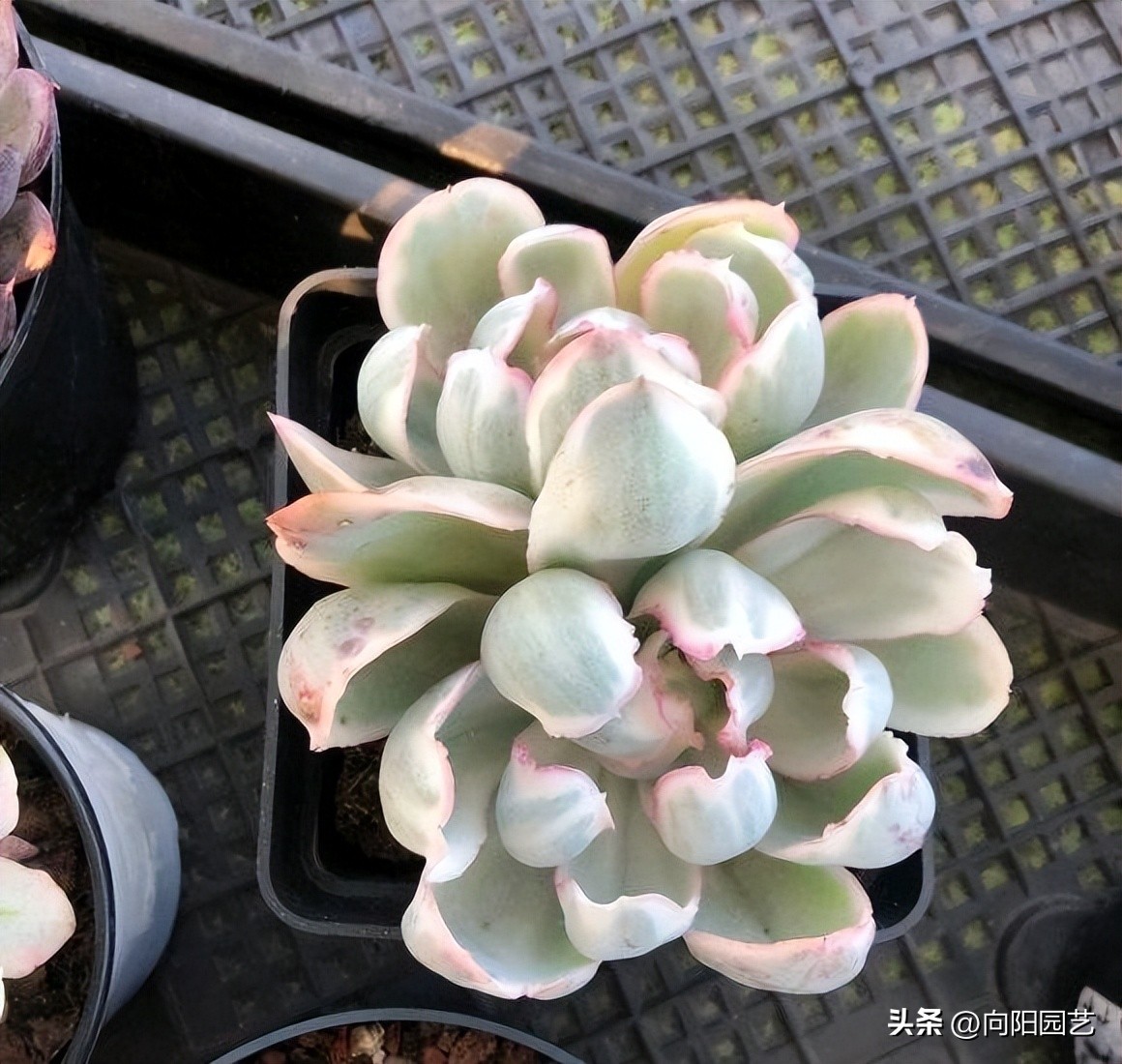 泥炭土适宜养殖生桩吗,泥炭土哪个型号适合种花