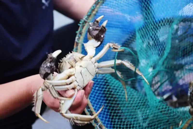 阳澄湖大闸蟹到底有没有那么多,阳澄湖大闸蟹几个档次