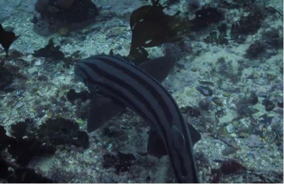 这个男人太大胆，因为夫妻不和谐，转身就爱上了一条章鱼！纪录片