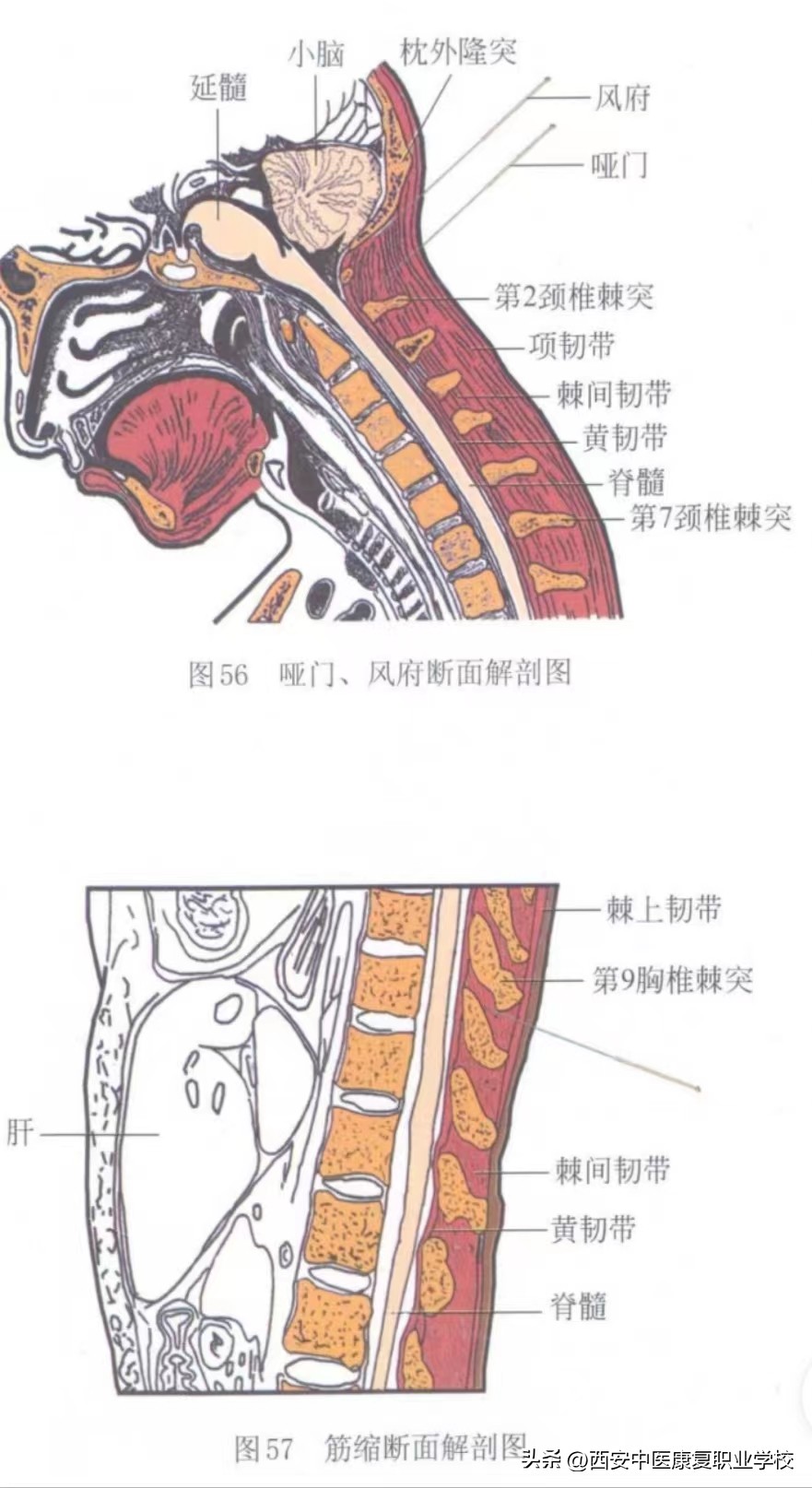 印堂属于督脉经穴吗,任脉督脉经穴汇总
