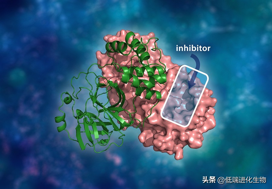 ACS：辉瑞新冠特效药Paxlovid其实是为2003年的非典研发的