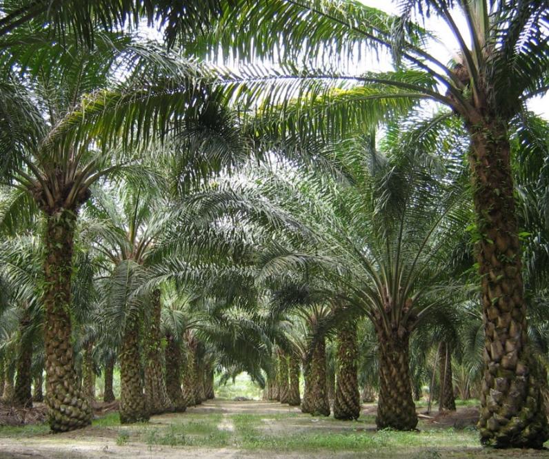 底层的非洲人民，日薪比你还要多，那些独属于落后非洲的赚钱方式