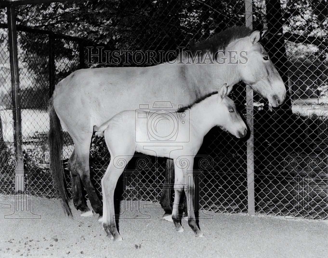 漫话普洱茶,漫话