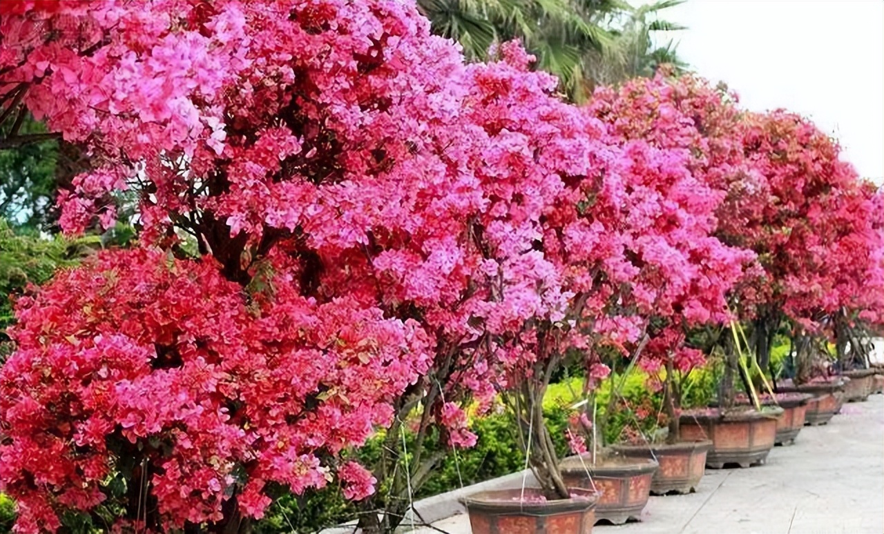 最耐阴的爬藤花四季常青,什么花爬藤比较好