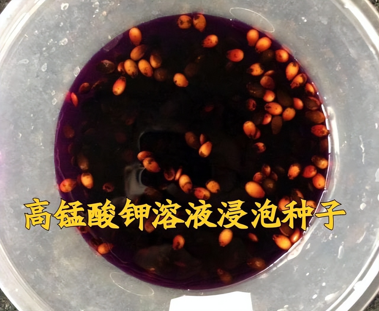 种菜感染真菌,高锰酸钾能杀死土壤真菌吗