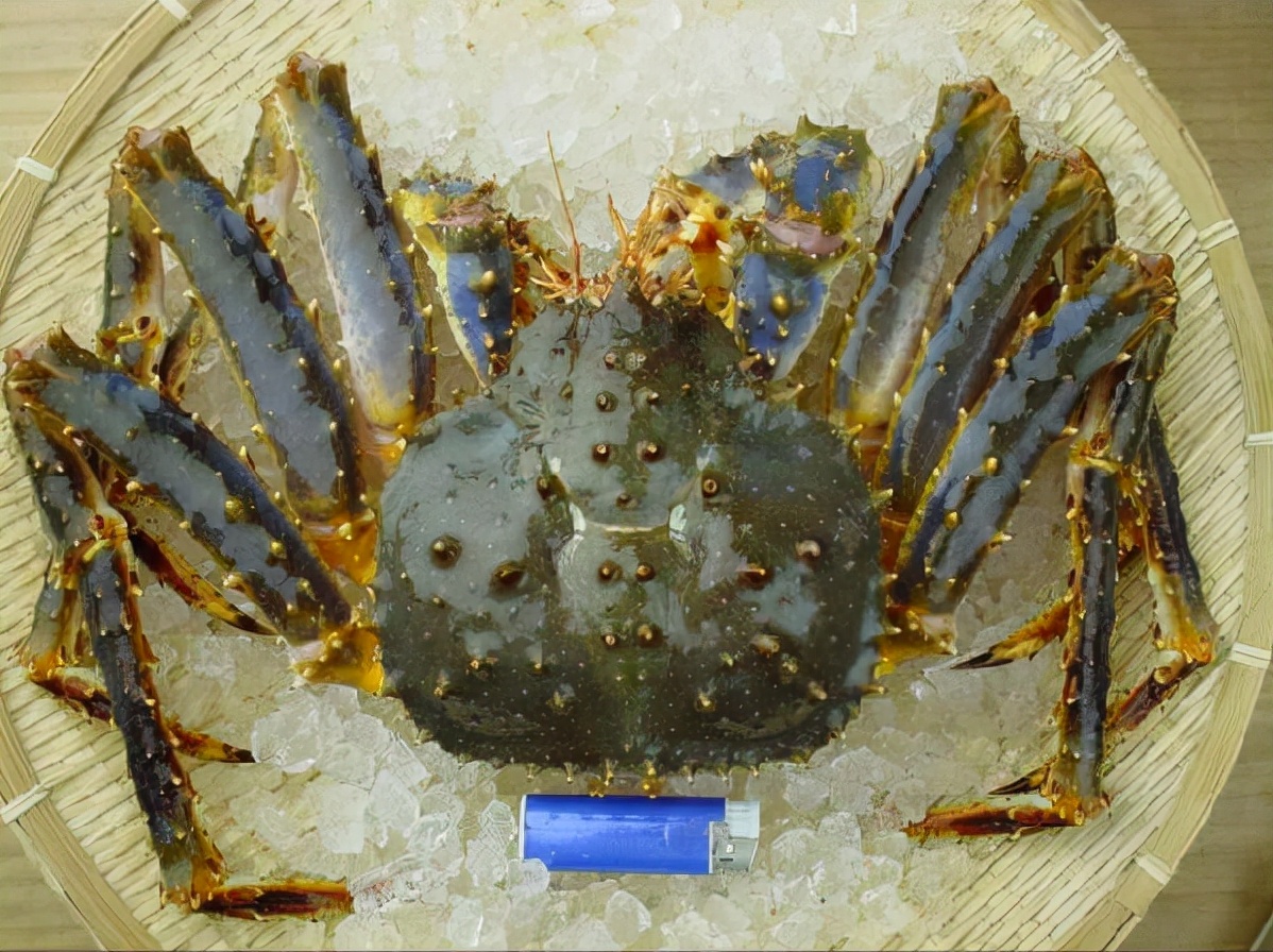 去日本必吃的五种海鲜,到日本必吃的饕餮美食