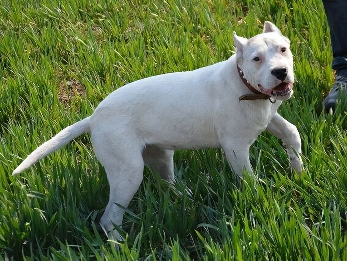 称为斗犬的有几种狗,斗犬排名第一位是什么犬品种