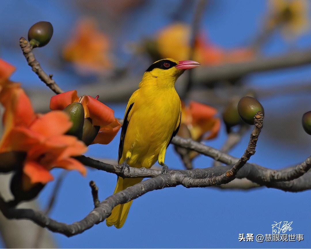 中高考必考古诗词,中高考必背古诗词朗诵