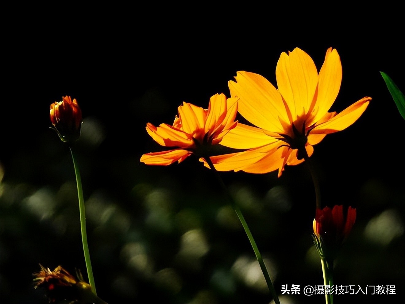 摄影花怎么拍,摄影技巧拍花常用的5种构图方法