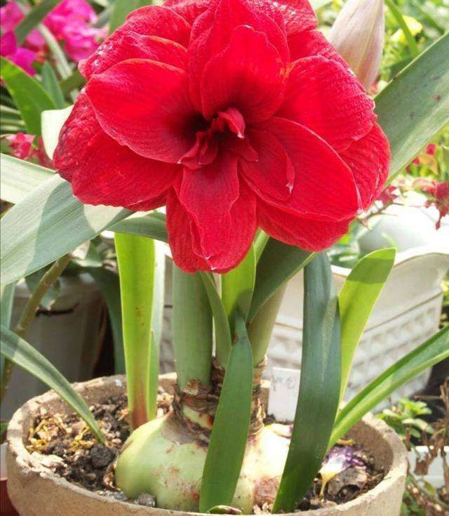 家养3种富贵花福气好运挡不住,七种富贵花图片