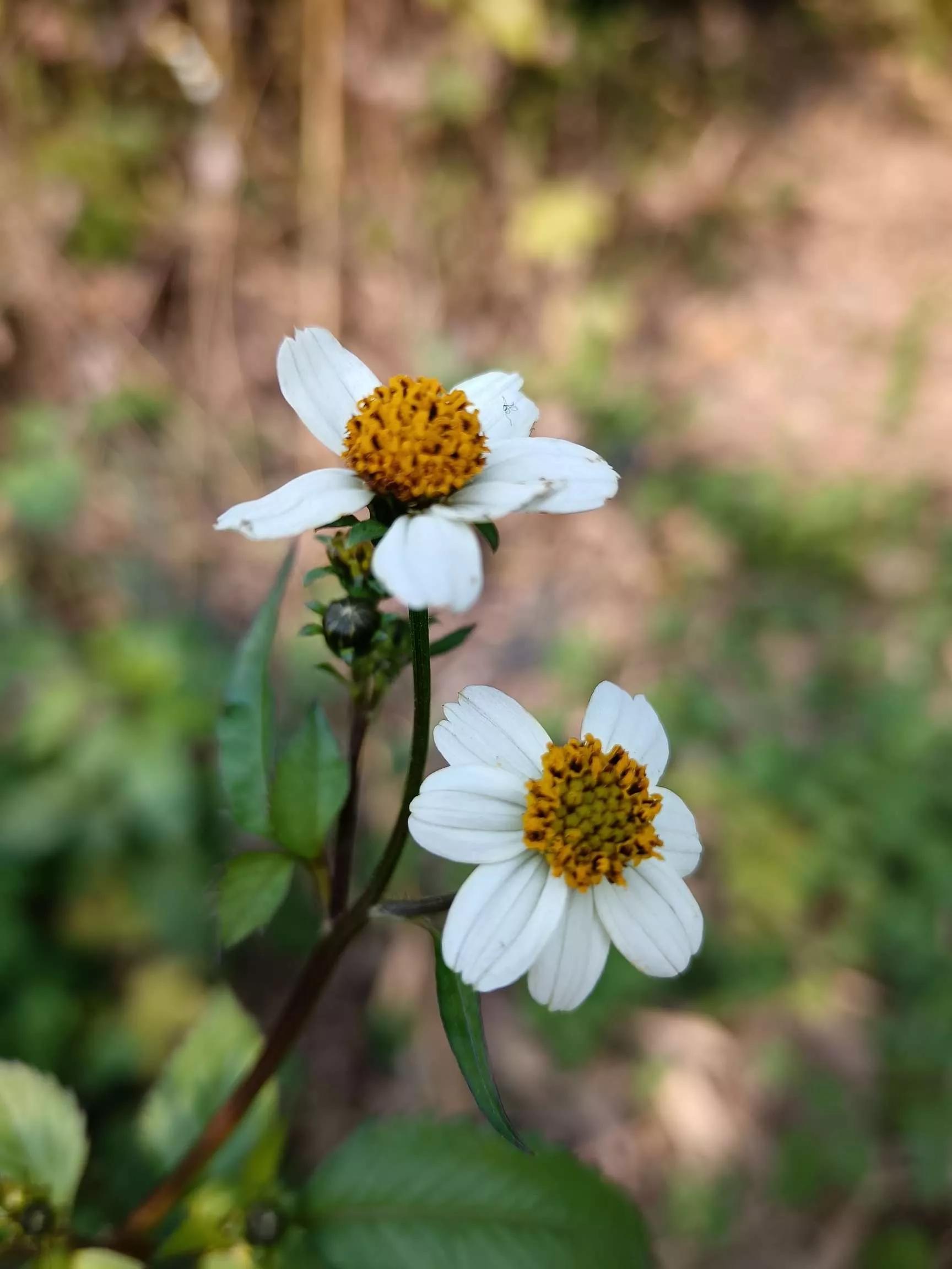 认识各种花的寓意,认识各种花的名称