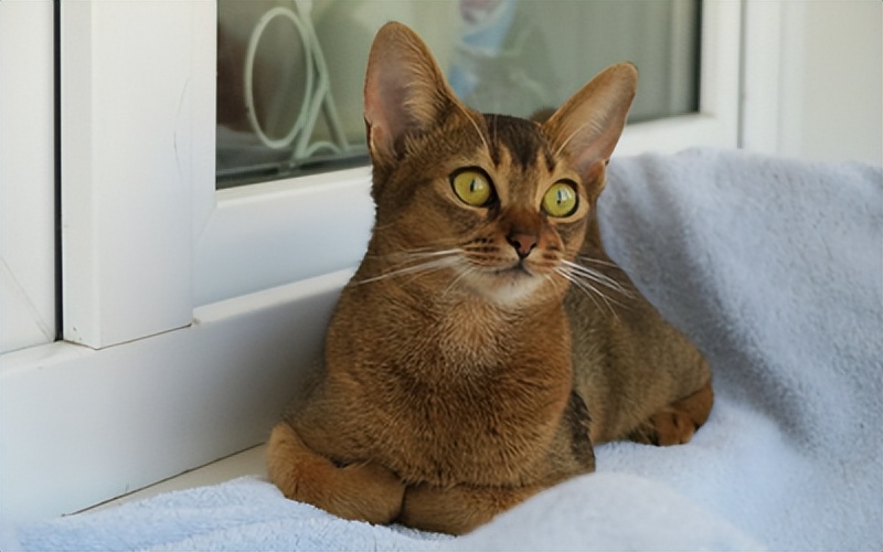 爱它，请不要放弃它！猫传腹不等于判死刑