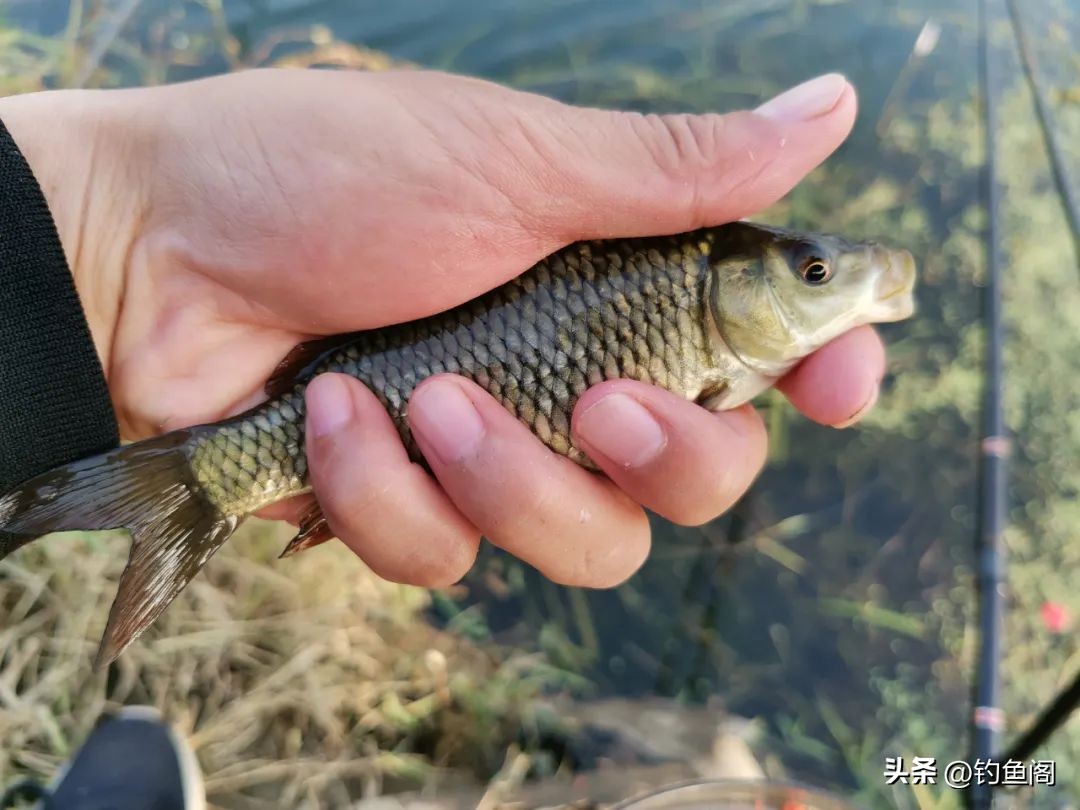 鲫鱼选漂吃铅多大的合适,邓刚冬季钓鲫鱼选漂方法