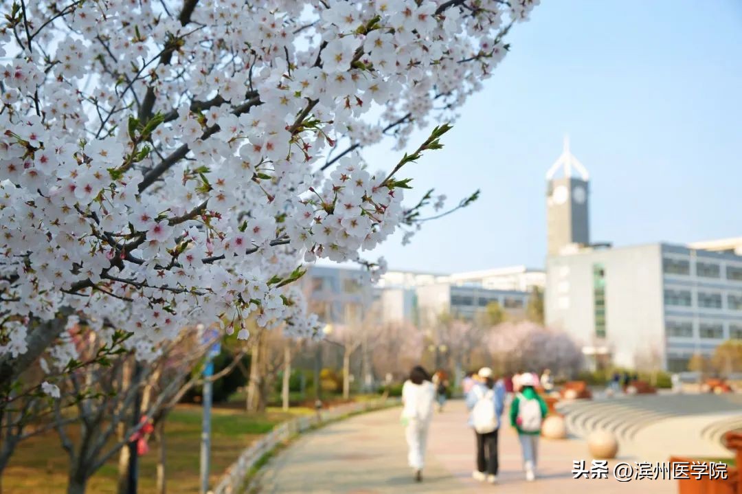 滨州医学院2023年本科招生计划,2020年滨州医学院招生计划一览表