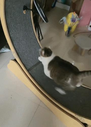 养猫的100个怪癖,养猫变态