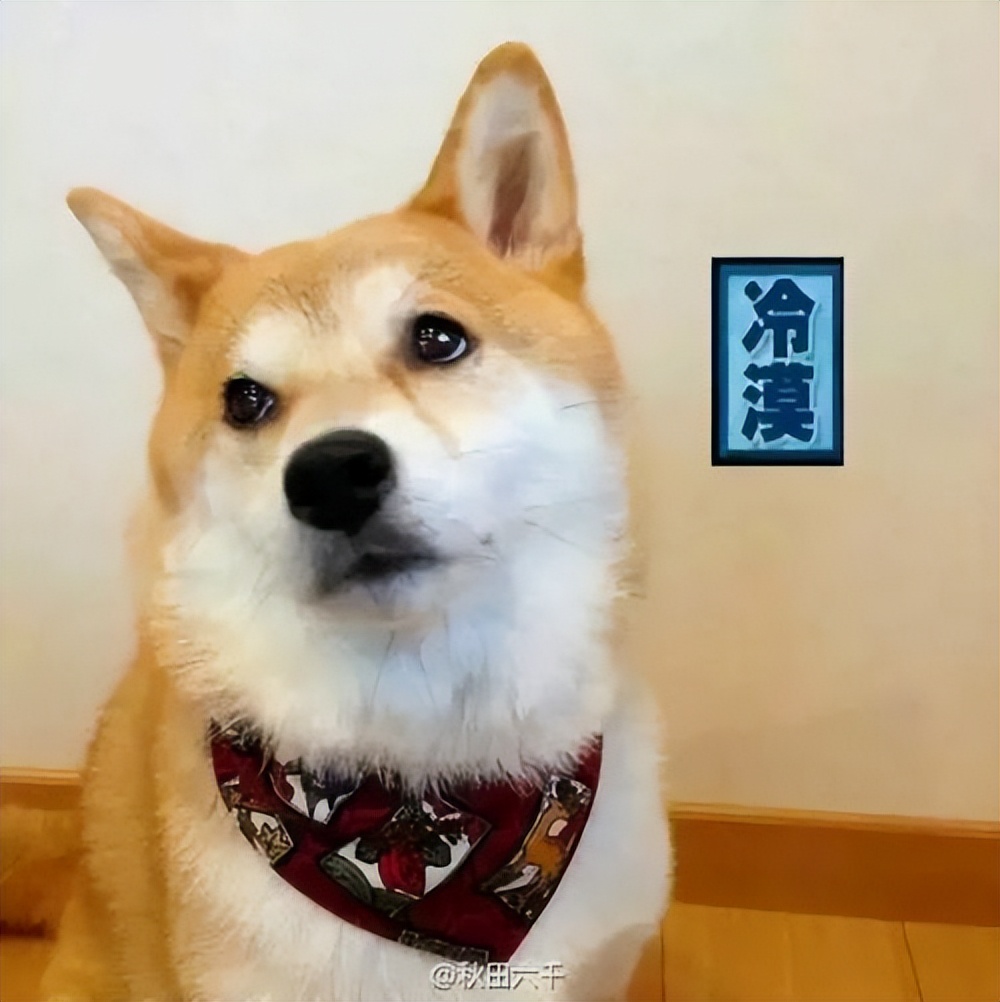 狗狗总喜欢答不理我怎么办,狗狗很依赖你肯定会有这5种行为