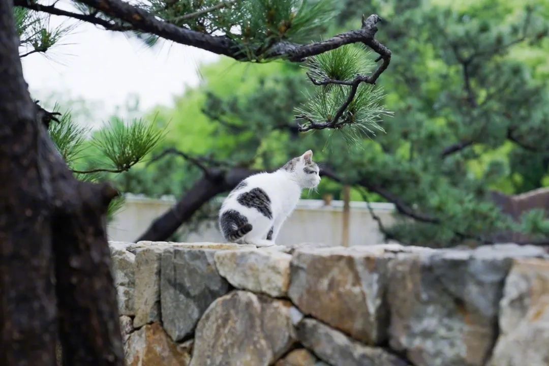 杭州夫妻花百亿做城堡,杭州夫妻自建庭院
