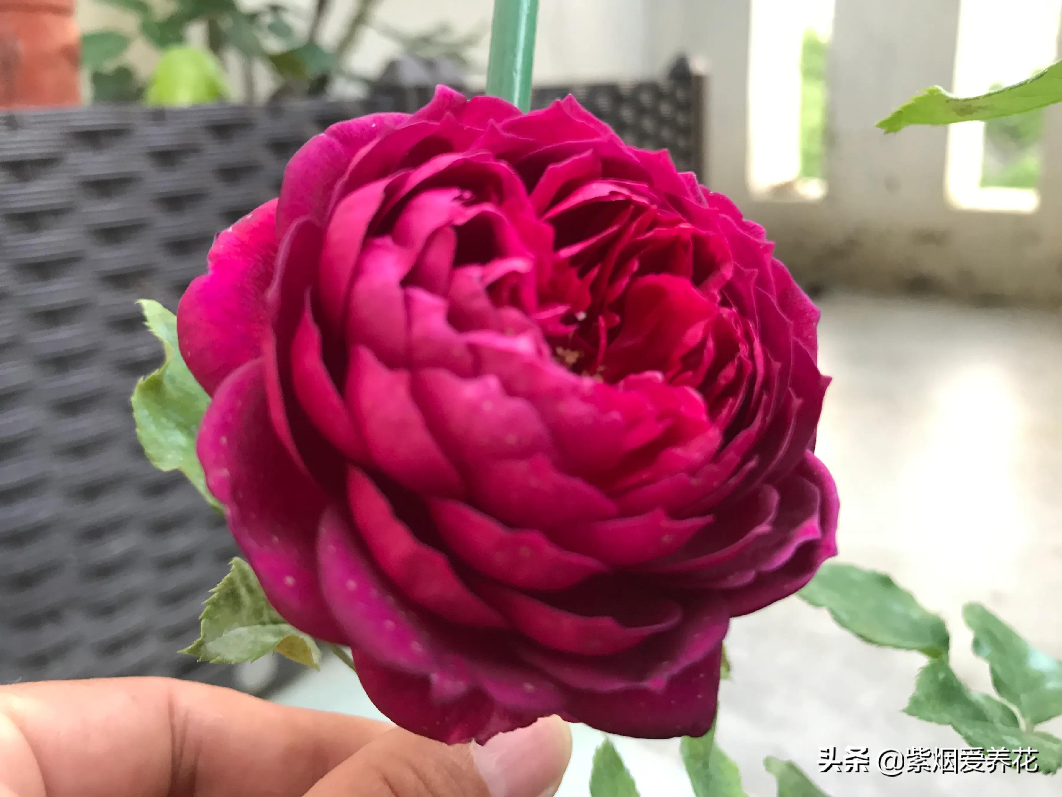 哪些月季仙气十足,又美又香的月季品种