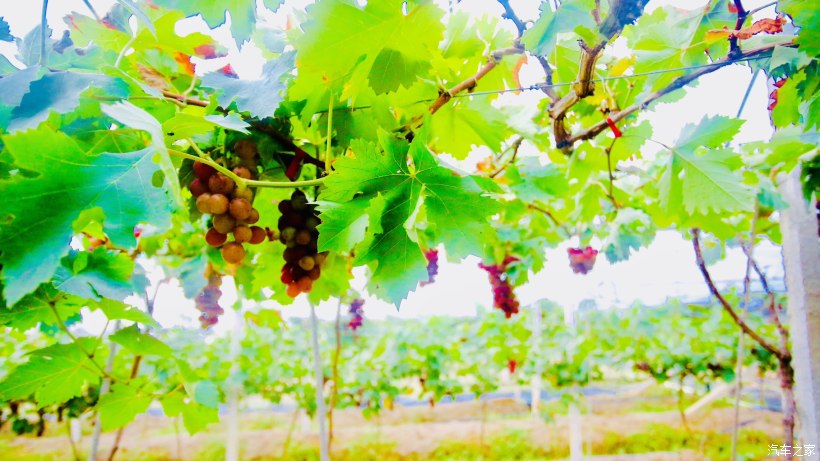 平沙露营地方,珠海平沙公园可以露营过夜吗