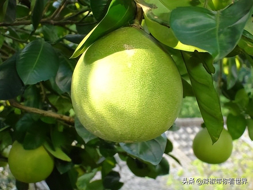 宁德大黄鱼之乡攻略,霞浦大黄鱼之乡图片