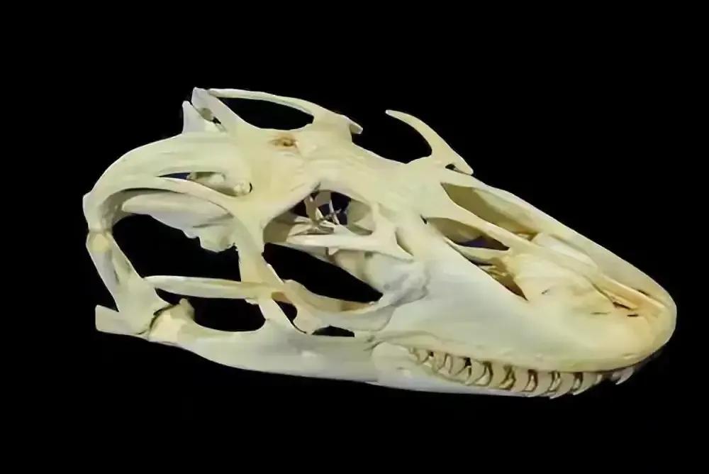 眼镜王蛇有多可怕,为什么眼镜王蛇敢攻击人