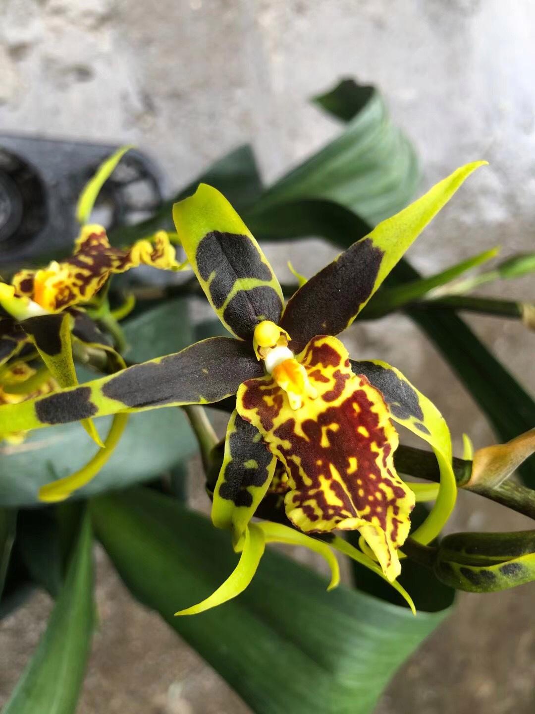 防辐射净化空气最好的植物是什么,适合南方养的净化空气的室内植物