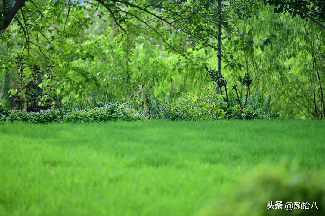 光辉岁月向日葵单朵花能开多少天,光辉岁月向日葵开花效果