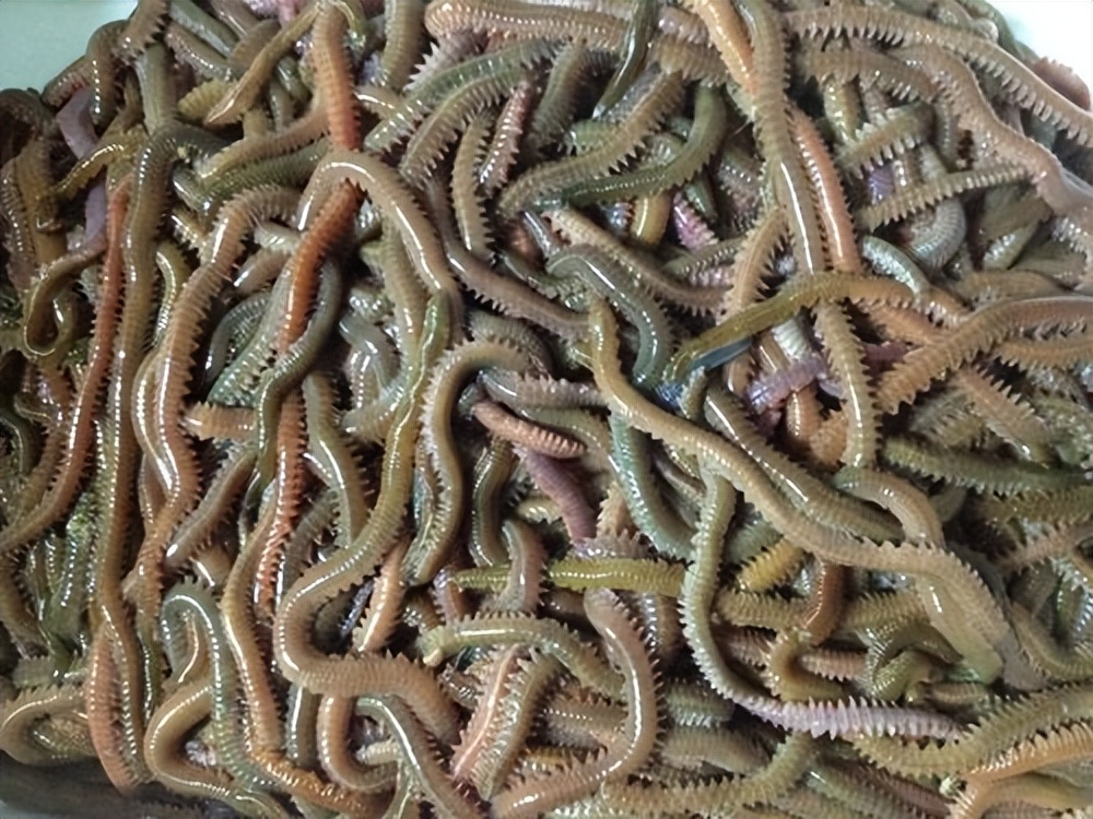 海水养殖产业发展现状调查,中国海水养殖业的发展历程