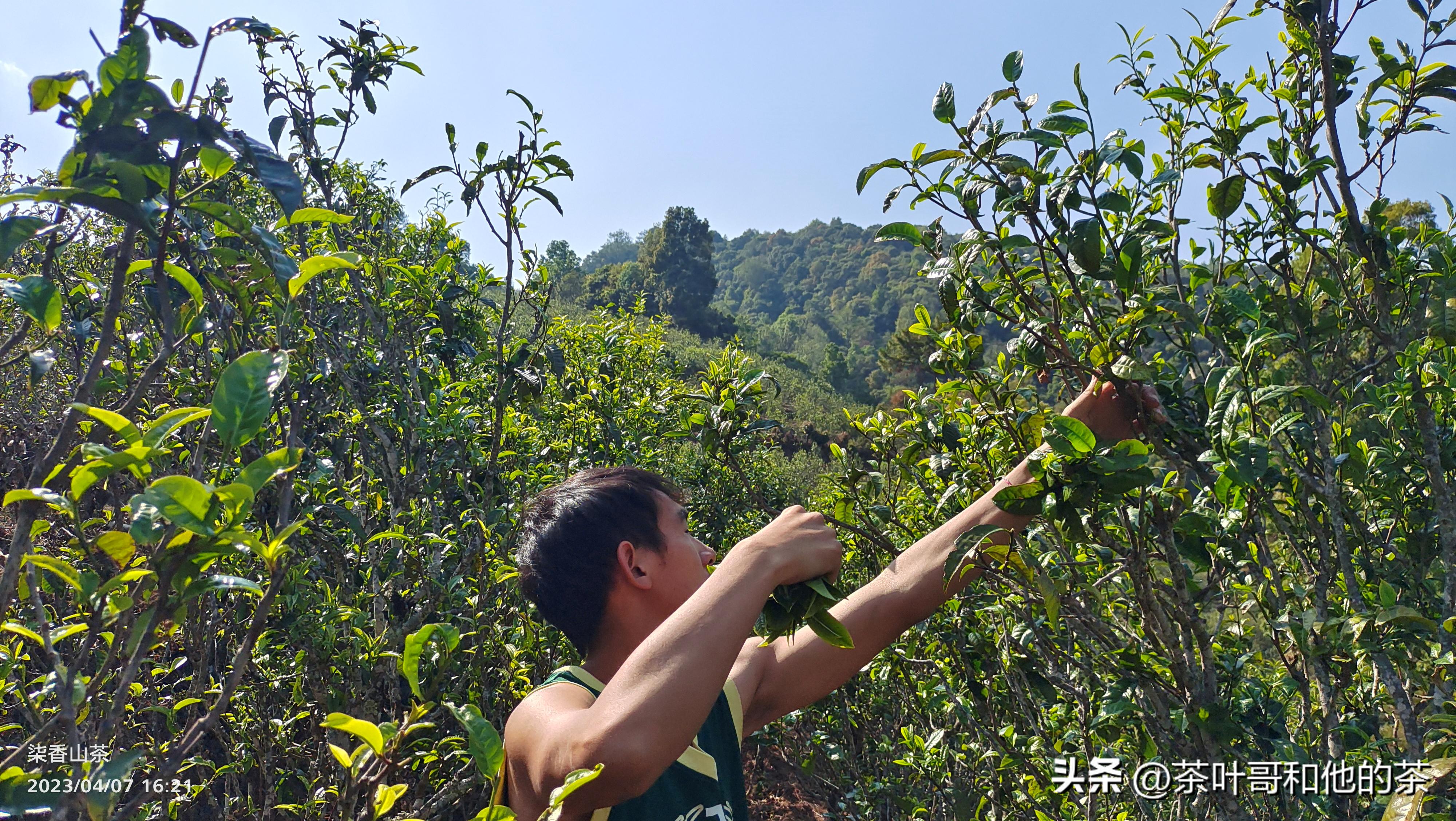 信不信由你这句话可信吗,从事茶叶这行业能学到什么