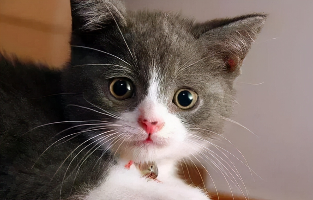 猫咪的胡须都有哪些作用 (猫咪胡须的作用)