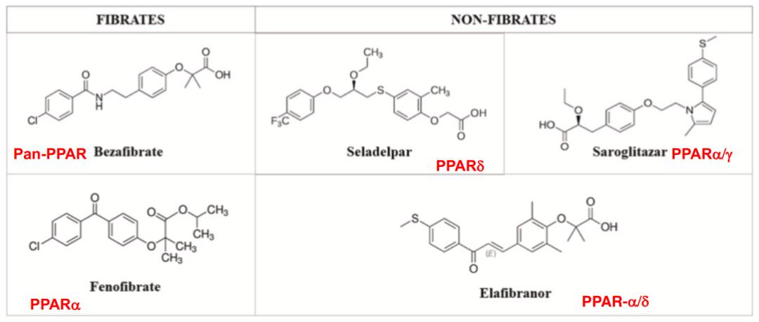 段维佳教授：谈肝论道，细说PBC与PSC的新药研发进展