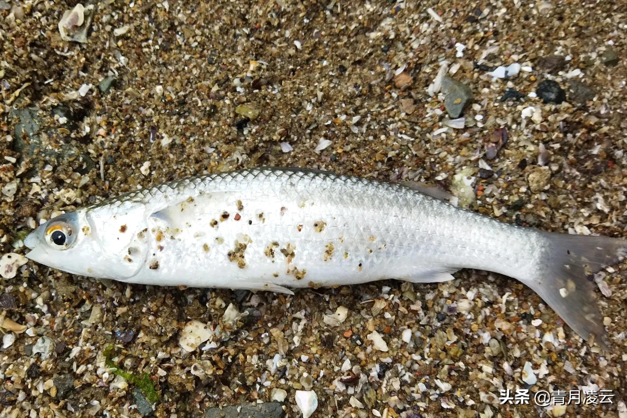 海鲜市场常见海产品图鉴,海鲜市场常见海产品图鉴表图例