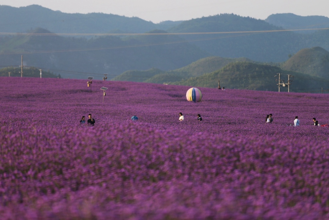 夏季避暑好去处爽爽的贵阳,贵阳赏花季