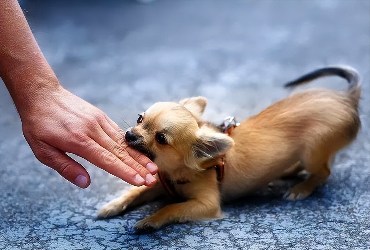 狗狗张嘴轻咬代表什么意思,狗狗突然轻咬主人怎么回事