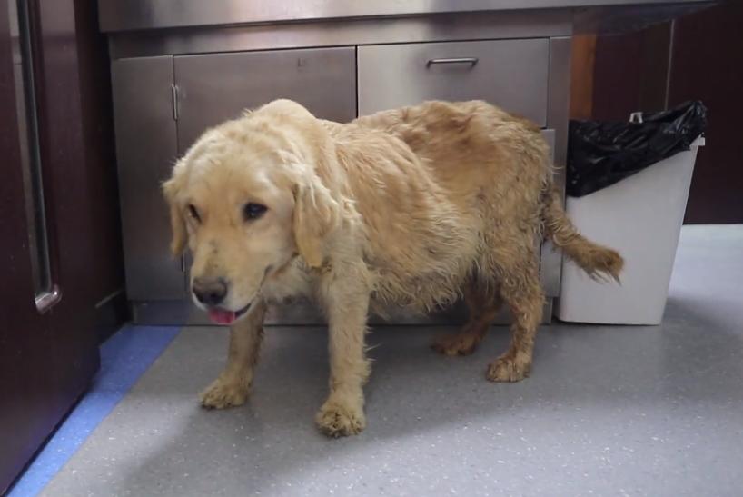 一只怀孕金毛被买狗肉店,得腹水的狗被卖狗肉得救后续