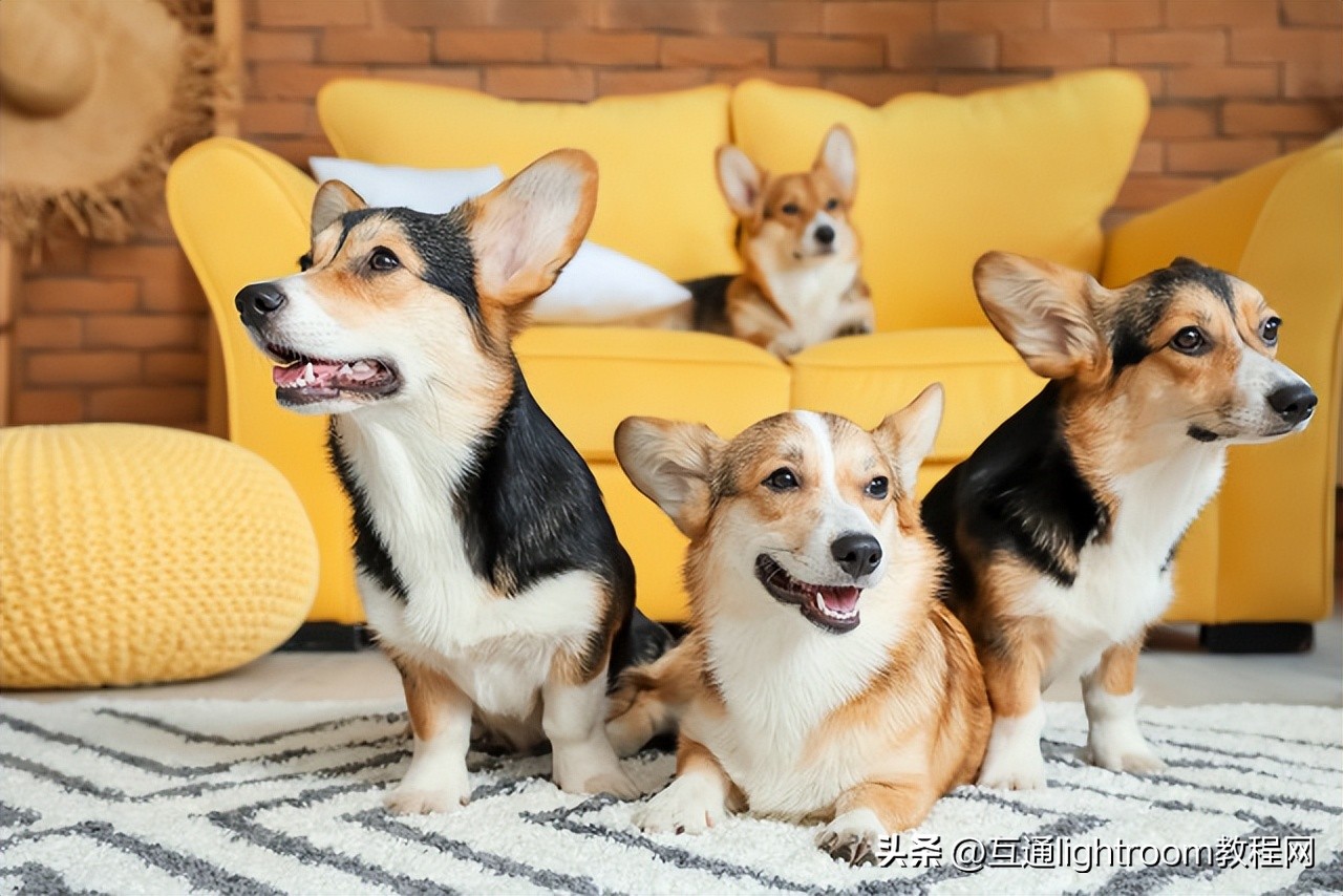 海口宠物肖像摄影,宠物摄影风格应该是怎样