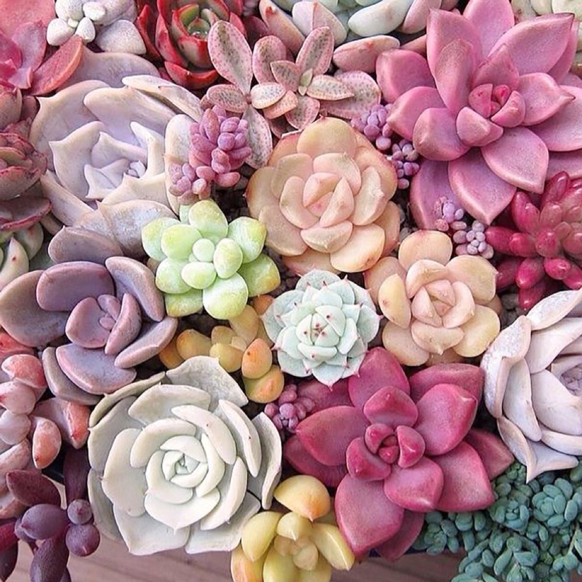 网购多肉如何快速种植成活,网购多肉植物如何入门养护