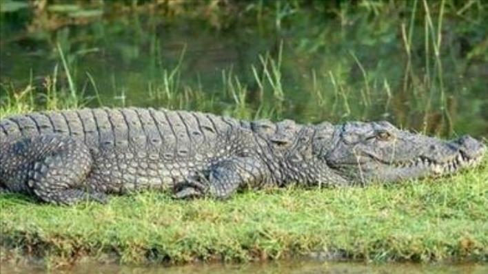 性情凶猛的十大鳄鱼,世界上十大最凶猛的鳄鱼排行榜