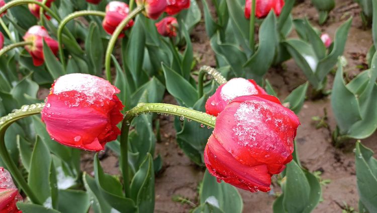 郁金香高贵典雅姿态万千,淡雅郁金香