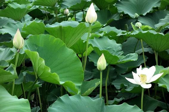 阜阳攻略夏天景点推荐,阜阳夏天游玩攻略路线